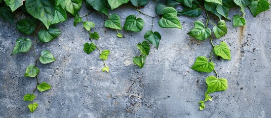 Green leaves on the perimeter of a cement surface with copy space image