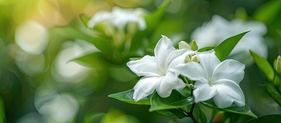 In an Indian garden a lovely jasmine flower blooms with a spacious image for copying