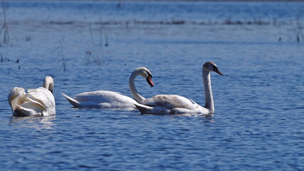 a group of white swans swims on the water on a sunny spring day, closeup