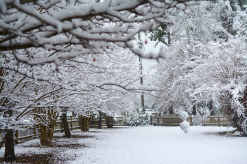 Snow covered trees and landscape