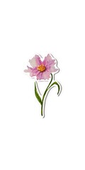 Sticker hand drawn watercolor single twig pink flower. White background.