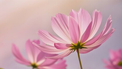 Obraz premium Pink cosmos flowers