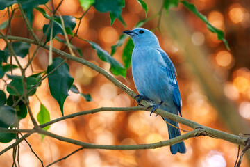 A blue-gray tanager, Thraupis episcopus, perched on a branch with a lush autumn foliage background. A social and noisy bird endemic to tropical and subtropical regions of Central and South America.