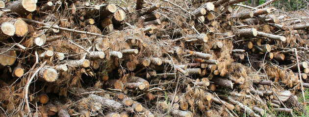  Pile of trunks with branches in a forest