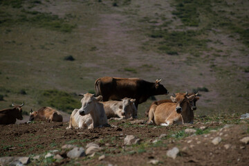 Herd of cows in the steppe on a sunny day.