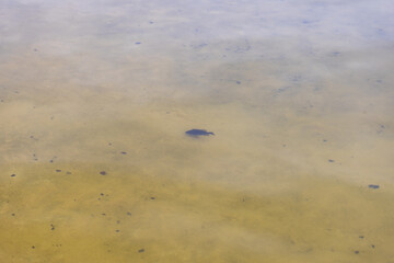 A largemouth bass caught in the serene waters of Alqueva Dam in Alentejo, Portugal, showcasing the region's rich aquatic biodiversity