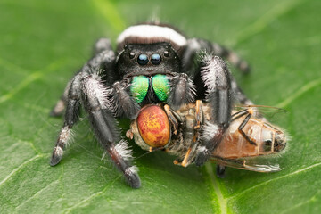 Close-up of a jumping spider sitting on a leaf eating a fly, Indonesia