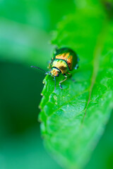 The tansy beetle (Chrysolina graminis) macro photography. Bug is sitting on the leaf.
