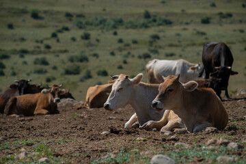 Fototapeta premium Herd of cows in the steppe on a sunny day.