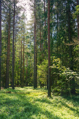 Sunlit Forest Floor in Lush Coniferous Woodland. Dappled Light Illuminates Verdant Undergrowth Among Tall Pine Trees