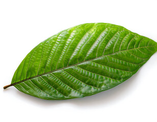  Green Cocoa Leaf Isolated on White- A fresh green cocoa leaf sharply contrasted against a c_1(142)