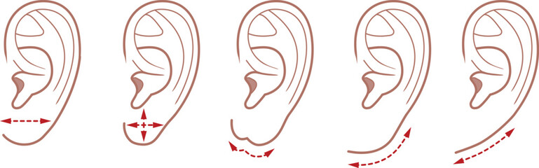 Shape of a human earlobe. Illustration vector isolated on white background