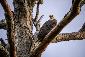 Close up of an Eagle sitting in a tree at dusk 