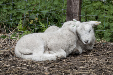 Obraz premium close up of two cute lambs asleep in the spring sunshine