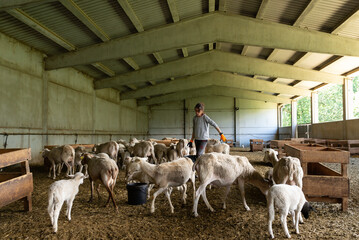Female shepherd working in a sheep stable.