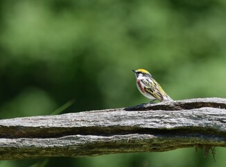 Chestnut-sided Warbler - Setophaga pensylvanica perched on a wooden fence post, blurred background