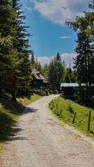 Forest path in the Austrian Alps