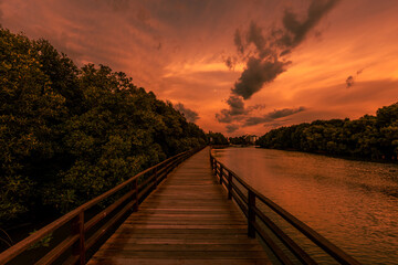 Fototapeta premium Close-up view of the natural background of the wooden bridge, which is surrounded by mangrove forests, colorful leaves of the leaves, blown through the blurred coolness during ecological travel.