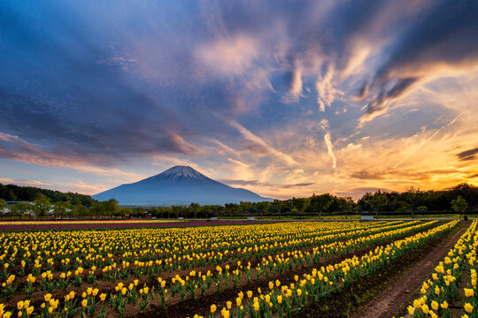 Rows of yellow tulips growing in Yamanakako Hana no Miyako Park with Mt Fuji in the distance, Honshu, Japan