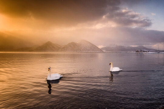 Two Swans swimming in Lake Toya (Lake Toyako)at sunset, Shikotsu-Toya National Park, Abuta District, Hokkaido, Japan
