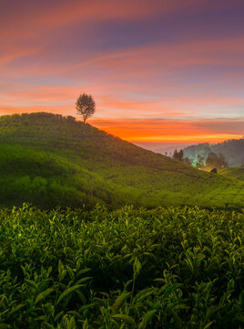 Tea Plantation at sunset, Ciwidey Bandung, West Java, Indonesia