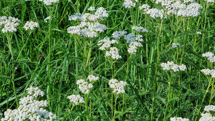 Fototapeta premium Field of blooming yarrow, natural landscape. Nature, flowers and grass. Selective focus