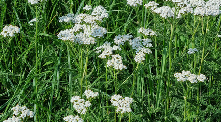 Fototapeta premium Field of blooming yarrow, natural landscape. Nature, flowers and grass. Selective focus