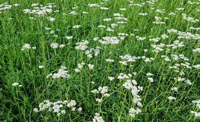 Field of blooming yarrow, natural landscape. Nature, flowers and grass. Selective focus