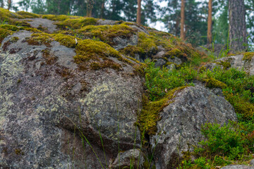 Stones overgrown with moss in the forest