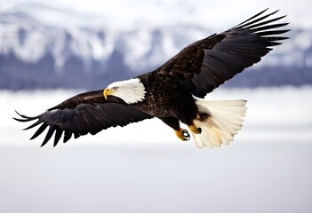 Obraz premium American bald eagle in flight over a lake