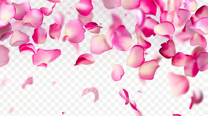 Photo of pink rose flowers petals falling on transparent background, Valentines day card, romantic overlay