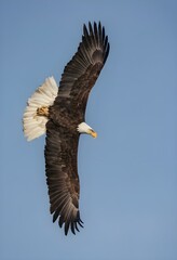 American bald eagle in flight over a lake