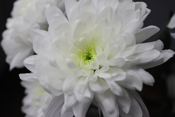 white dahlia flower