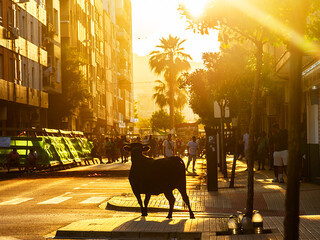 Bulls on the street in Sagunto, Spain 15 June 2024.Toros en la calle en Sagunto 15 de junio de 2024