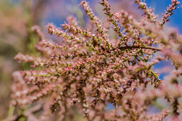 Burza drobnych kwiatów tamaryszku kwitnących na różowo. Wiosna w mieście, drzewo kwitnące obficie mnóstwem różowych kwiatów. © Grzegorz