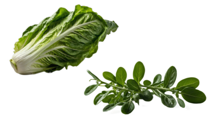 Crisp romaine and tender arugula: fresh leafy greens duo