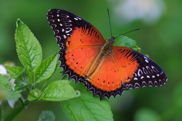 Colorful tropical red lacewing butterfly standing in a field
