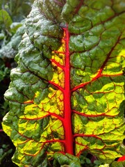 Fresh and crisp chard in summer after watering against the light shining beautifully red and green