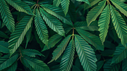 Fototapeta premium Green leaf background close up view. Nature foliage abstract of leaves texture for showing concept of green business and ecology for organic greenery and natural product