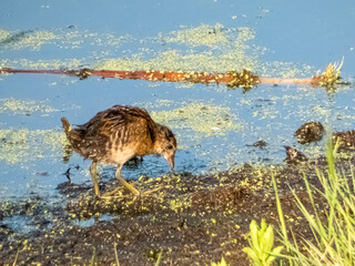 Juvenila sora