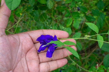 Blossoming Beauty of Blue Pea Flower