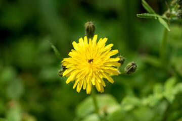 insecto polinizando plantas silvestres en mallorca 