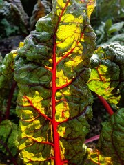 Fresh and crisp chard in summer after watering against the light shining beautifully red and green