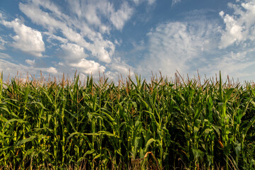 Farmland on the Isle of Wight with a field of corn crops under a blue sky