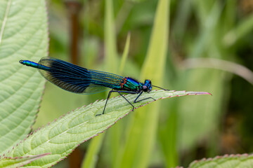 A close up of a beautiful demoiselle damselfly in summertime, with selective focus