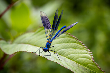 A beautiful demoiselle damselfly perched on a leaf in the Sussex countryside, with a shallow depth of field