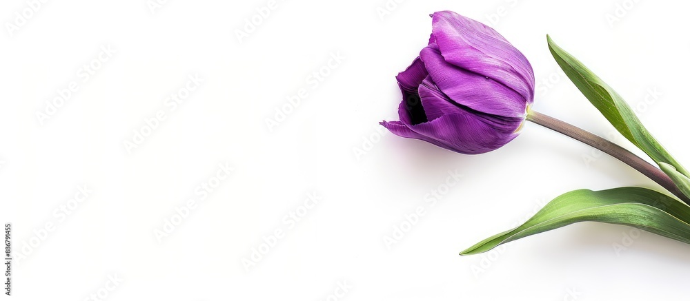 Poster tulip in shades of purple set against a white backdrop, with no other elements visible in the pictur