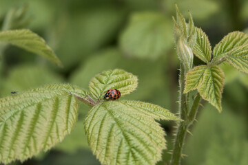multicoloured asian ladybeetle ladybug on a green leaf