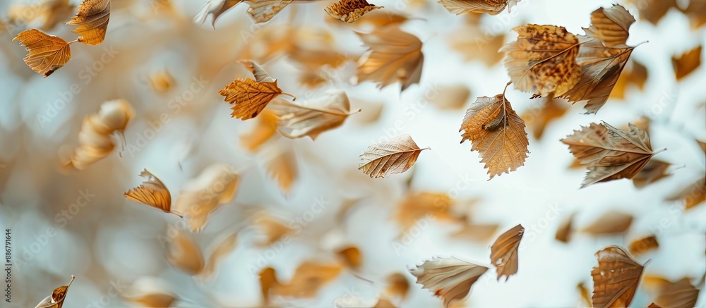 Poster Maple seeds drying with a white copy space image.