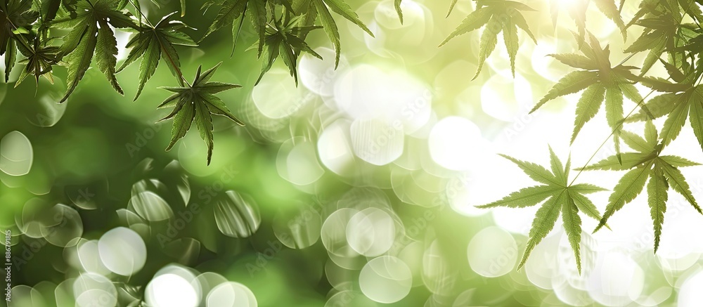 Aufkleber Fresh green Japanese maple leaves in a setting with copy space image.